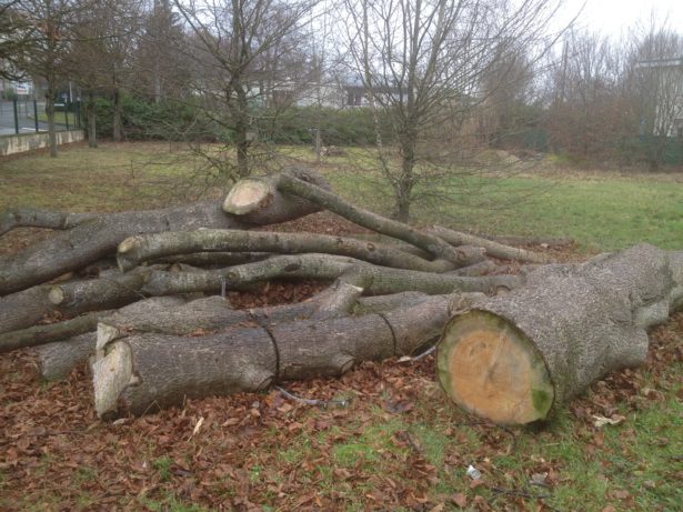 Le Cèdre et ses bois